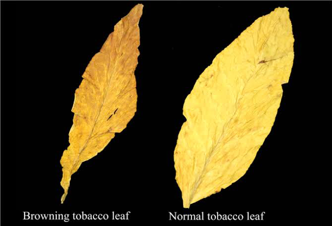 tobacco2